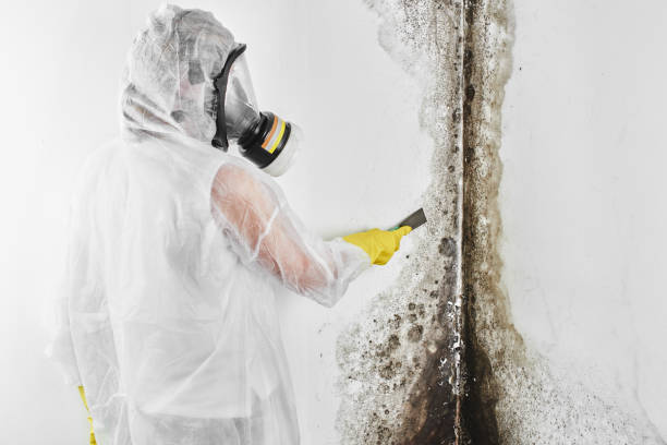 Environmental Consulting for Mold Prevention in White Sulphur Springs, MT